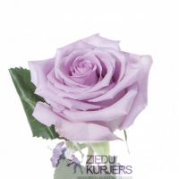 Vidēji garas violetas rozes: Фиолетовые розы: Purple roses. cnt. 2.80 €